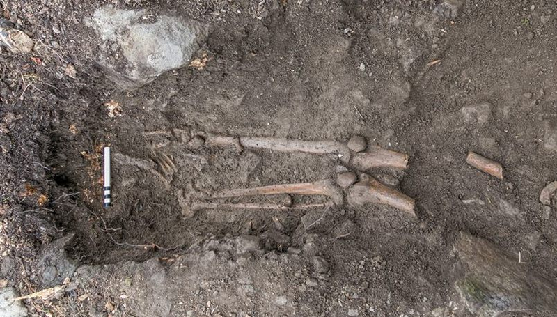 Illustration for article titled Medieval Skeleton Found Dangling From the Roots of a Fallen Tree